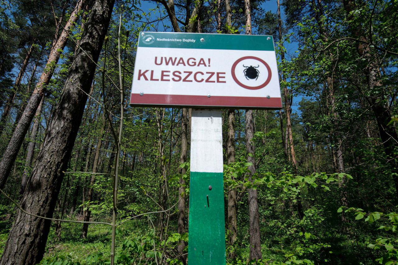Kleszcze już atakują. Jak chronić się przed kleszczowym zapaleniem mózgu?