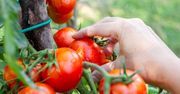 Kup za 2 zł w aptece. Sąsiedzi pozazdroszczą ci pomidorów