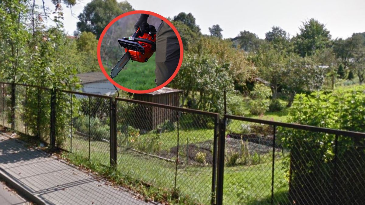 Przycięli drzewa przy ROD im. Marii Konopnickiej w Kluczborku – teraz muszą zapłacić karę