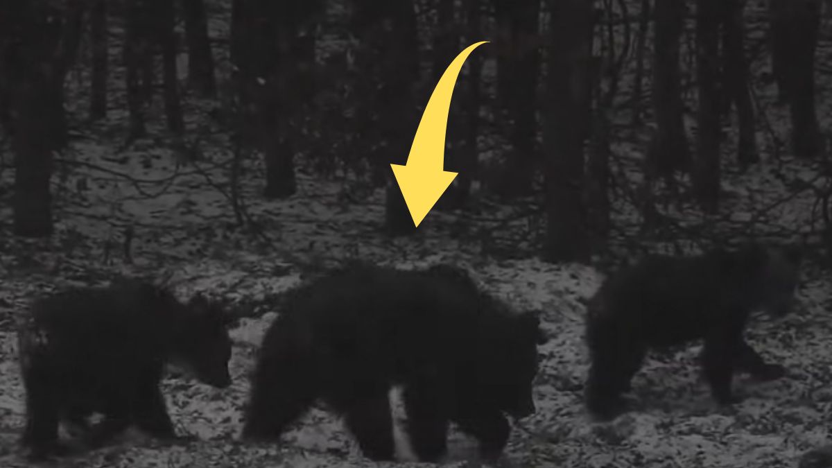 Poranne spotkanie z niedźwiedzią rodziną 