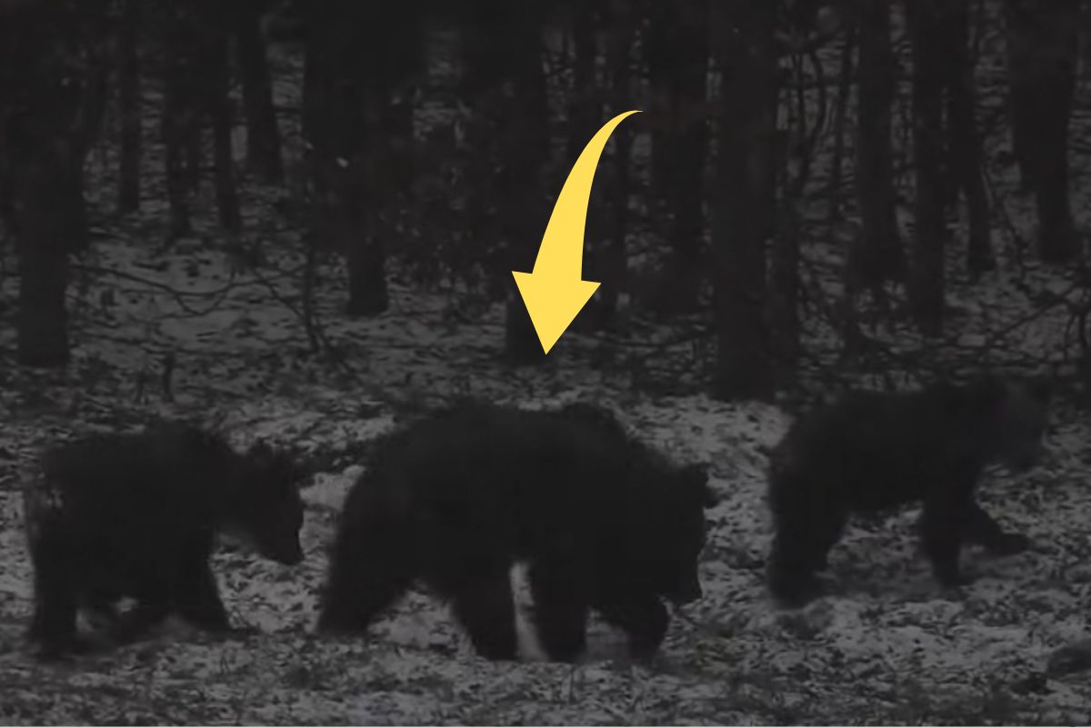 Zobaczył je w lesie. Szybko zaczął nagrywać. "Wyszły na spacerek"