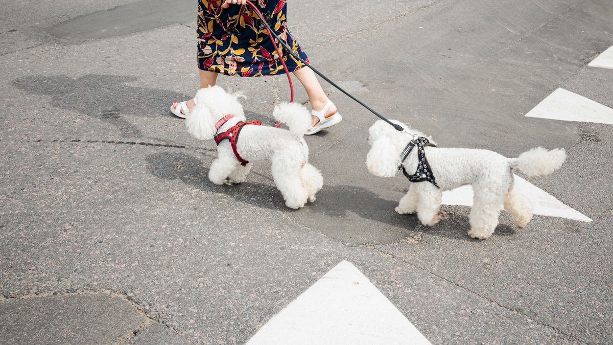 Zmiany w podatku od psa