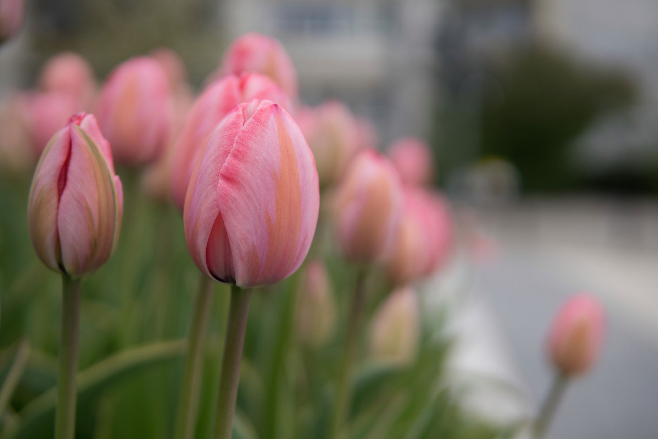 Sigma 30 mm f/1.4 DC DN - recenzja jasnego obiektywu stworzonego z myślą o bezlusterkowcach 13