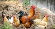 Ważne rozporządzenie wojewody. Ograniczenia w związku z chorobą drobiu