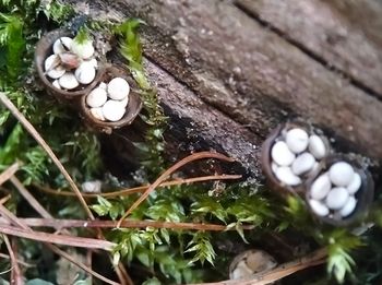 Niezwykłe grzyby, które łatwo przegapić. Amatorzy ciekawych fotografii często ich szukają