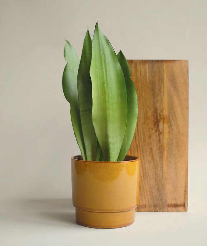 Sansweria Moonshine 