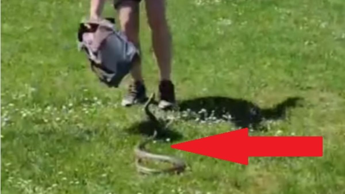 Wąż wtargnął na boisko piłkarskie