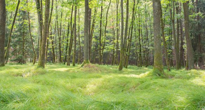Około jedna trzecia gatunków drzew na świecie zagrożona wyginięciem