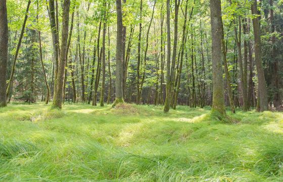 Około jedna trzecia gatunków drzew na świecie zagrożona wyginięciem