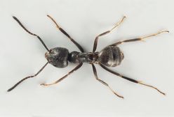 Inwazja gigantycznych mrówek. Już są za Odrą