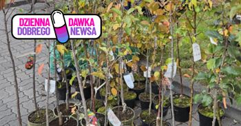 500 sadzonek zniknęło w 2 godziny. Wyjątkowa akcja w Mławie
