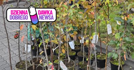 500 sadzonek zniknęło w 2 godziny. Wyjątkowa akcja w Mławie