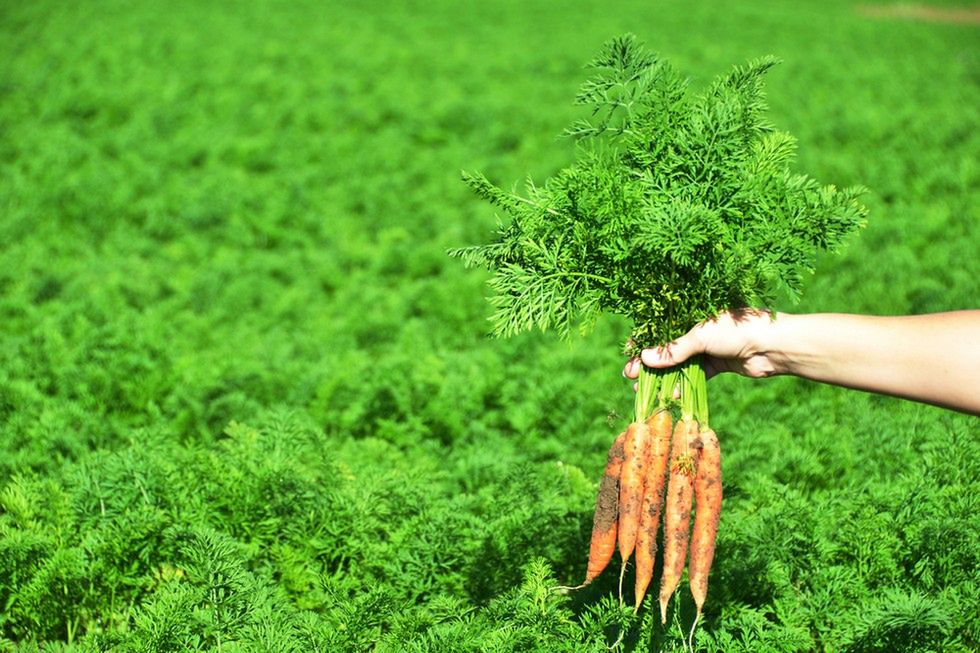 Zdjęcie marchewki pochodzi z serwisu Shutterstock