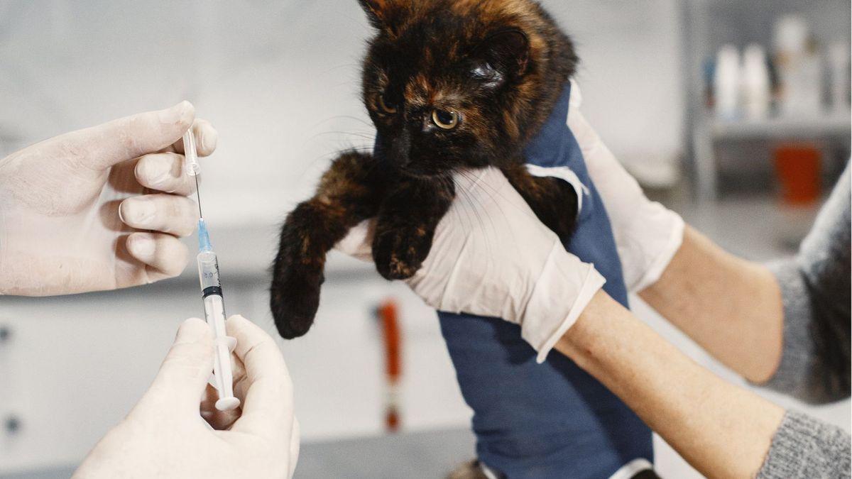 Ptasia grypa u kotów? Ekspert wydał oświadczenie