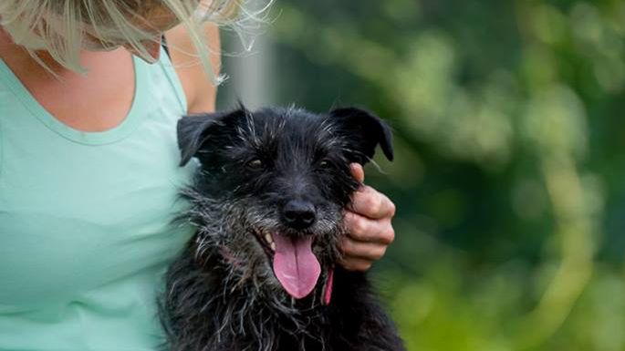 Sesja dla Polany. Profesjonalne zdjęcia twojego zwierzaka za pomoc w ratowaniu psów 1