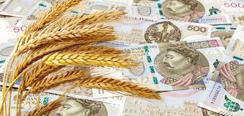 Ceny pszenicy — rynek stoi w miejscu, prognozy niepokoją