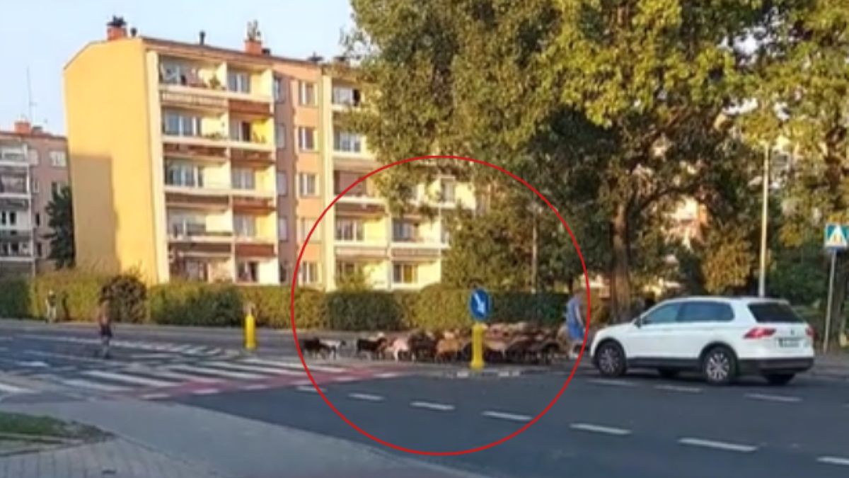 Zaskakujący widok na przejściu dla pieszych.