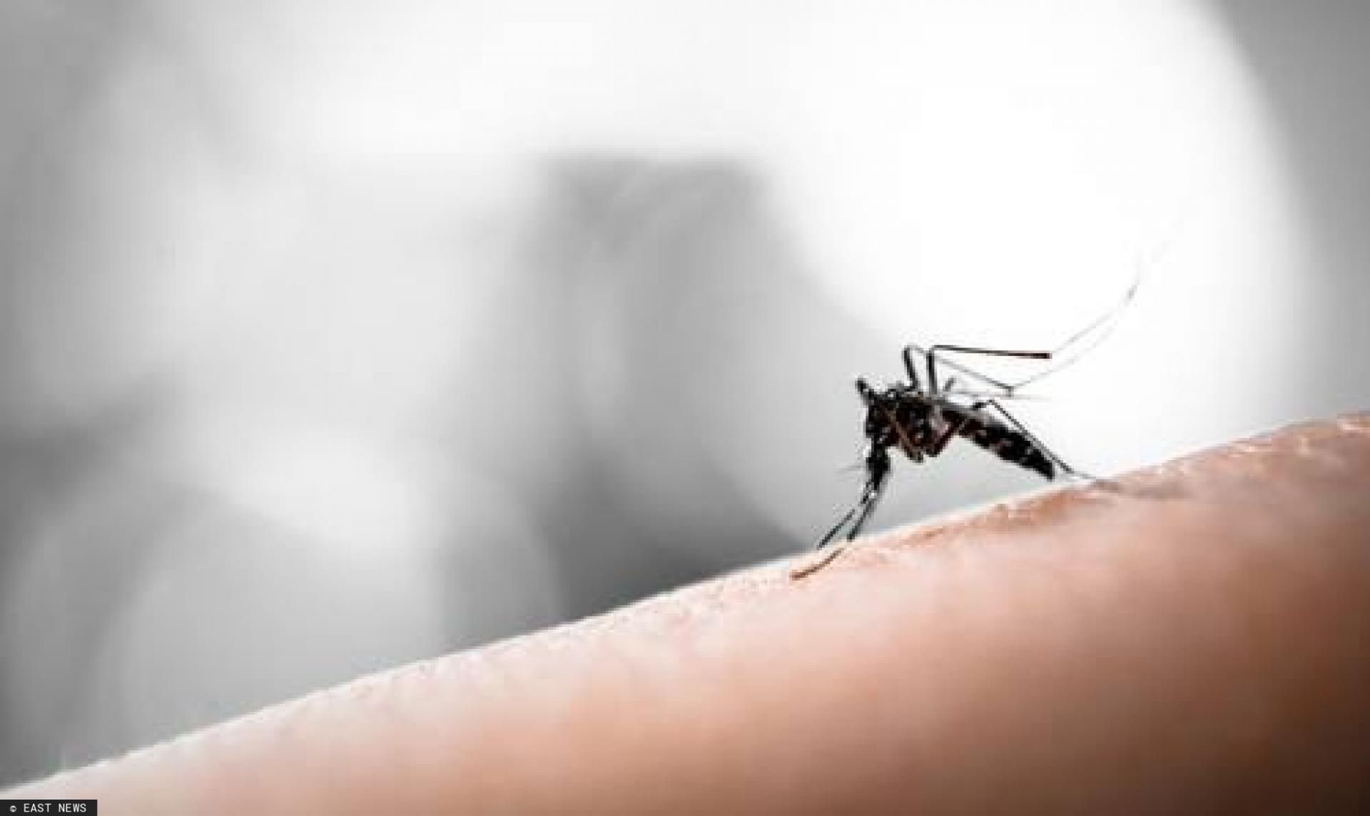 Mróz nie niszczy komarów