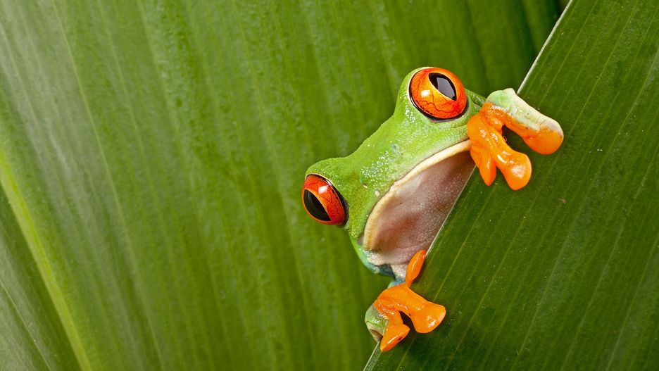 Chwytnica czerwonooka