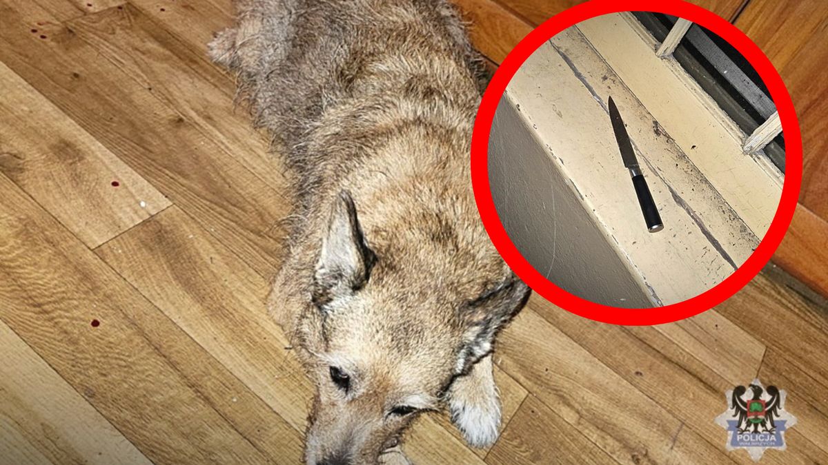 Dźgnął nożem psa, bo nabrudził mu w mieszkaniu