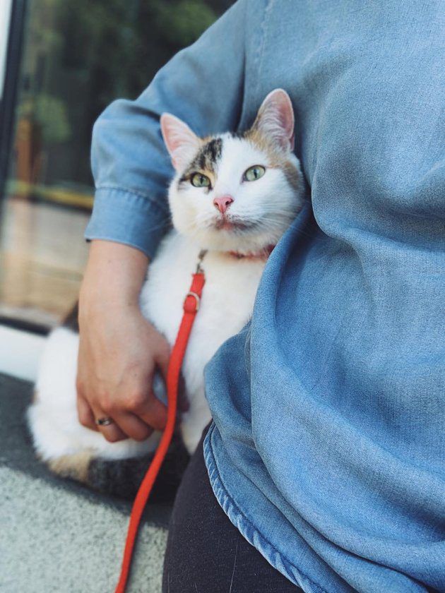 Adopcja kota pozytywnie wpływa na dzieci z autyzmem