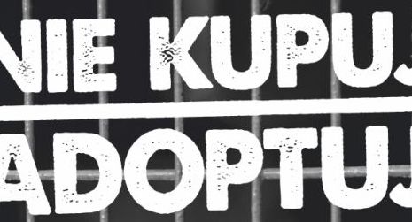 „Nie kupuj - adoptuj”- blogerki modowe w kampanii na rzecz psów ze schronisk