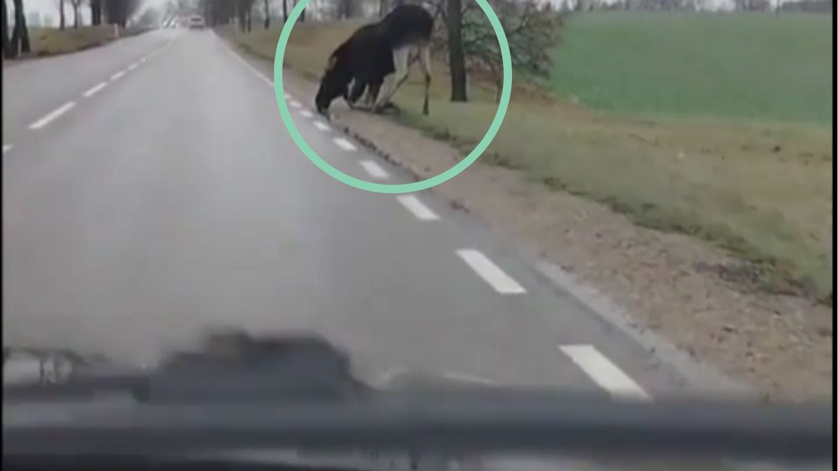 Film z łosiem nakręcony na Mazurach