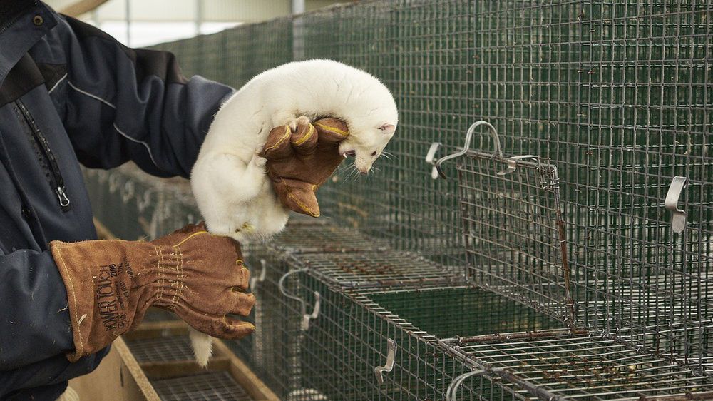 Hodowcy zwierząt futerkowych będą mogli bez przeszkód prowdadzić biznes w Polsce