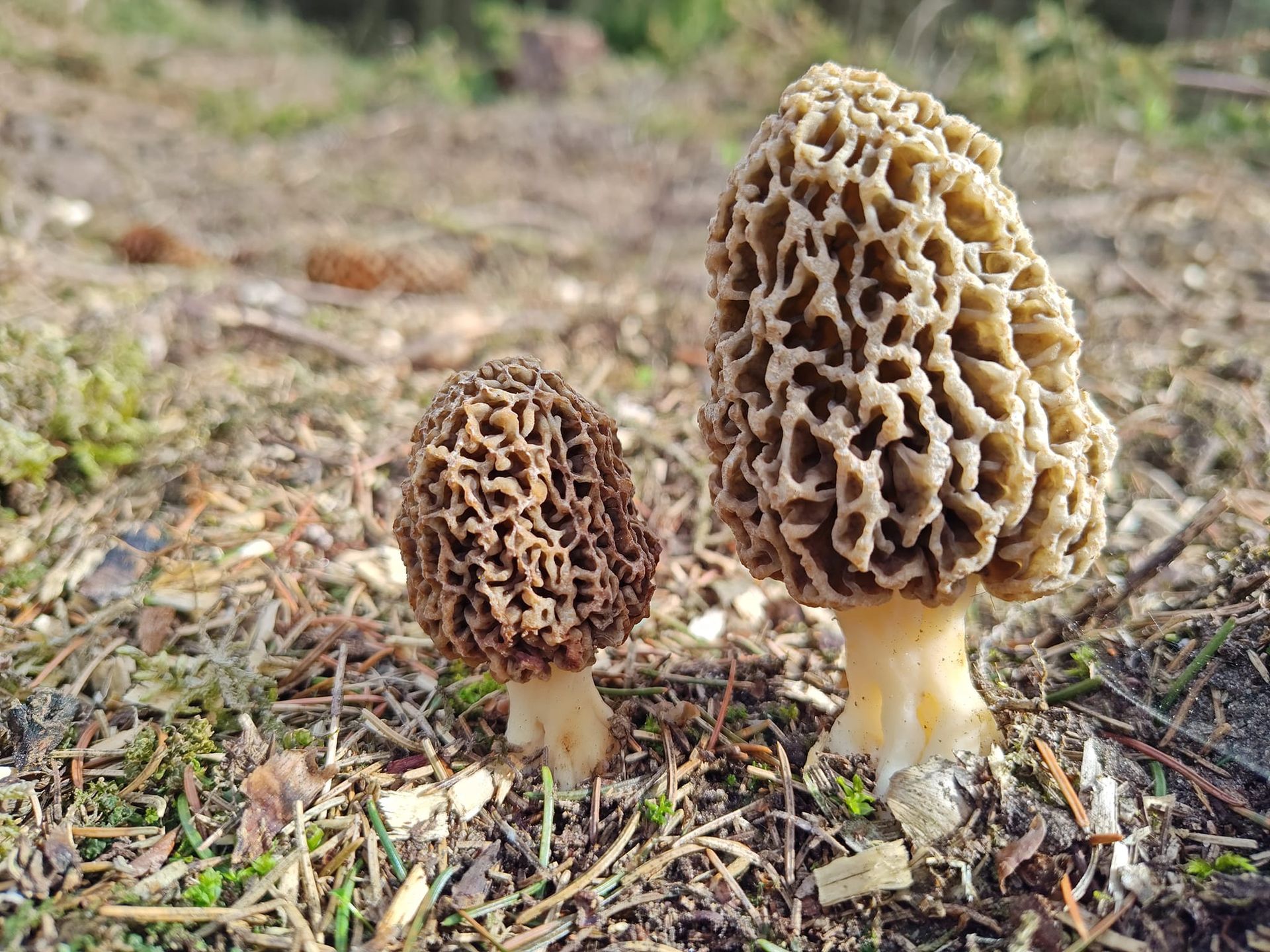 Smardze to jedne z pierwszych grzybów jakie zobaczymy w lesie po