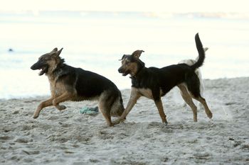 Wakacje z psem mogą się zmienić w koszmar - nie po każdej plaży można chodzić z pupilem