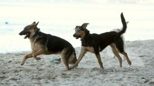 Wakacje z psem mogą się zmienić w koszmar - nie po każdej plaży można chodzić z pupilem