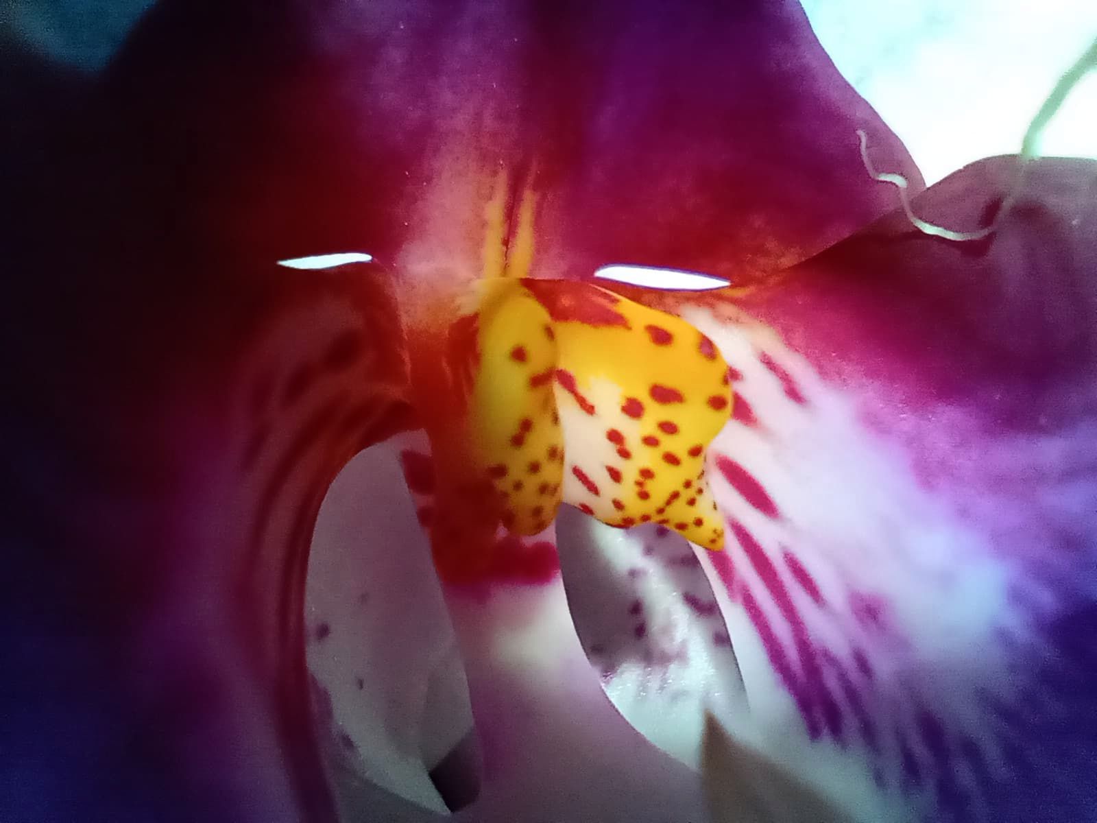 Motorola One Macro w Polsce. Niedrogi smartfon dla miłośników fotografowania z bliska 6