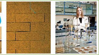 Cegły z uprawy - nowa klasa materiału budowlanego 1