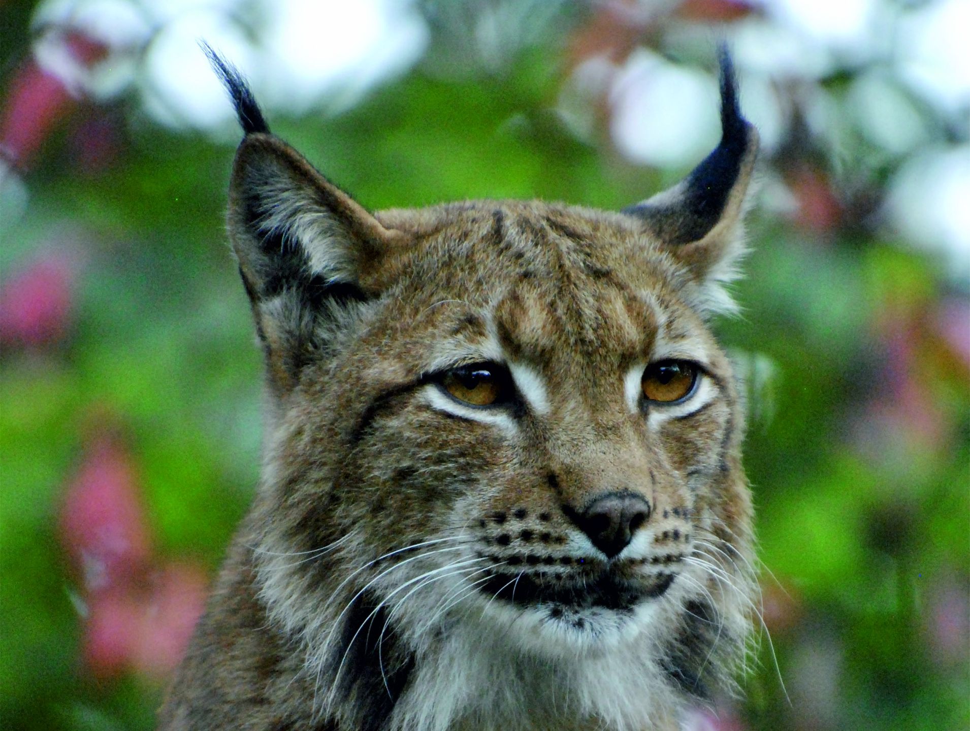 Ryś