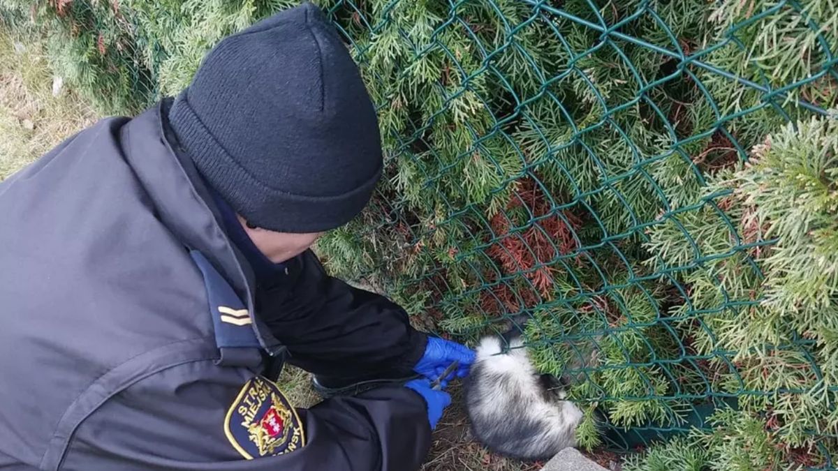 Strażnicy wyswobodzili zwierzątko z drutów