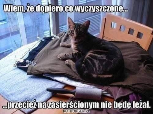 Dziś Dzień Kota. Oto memy z tej okazji 