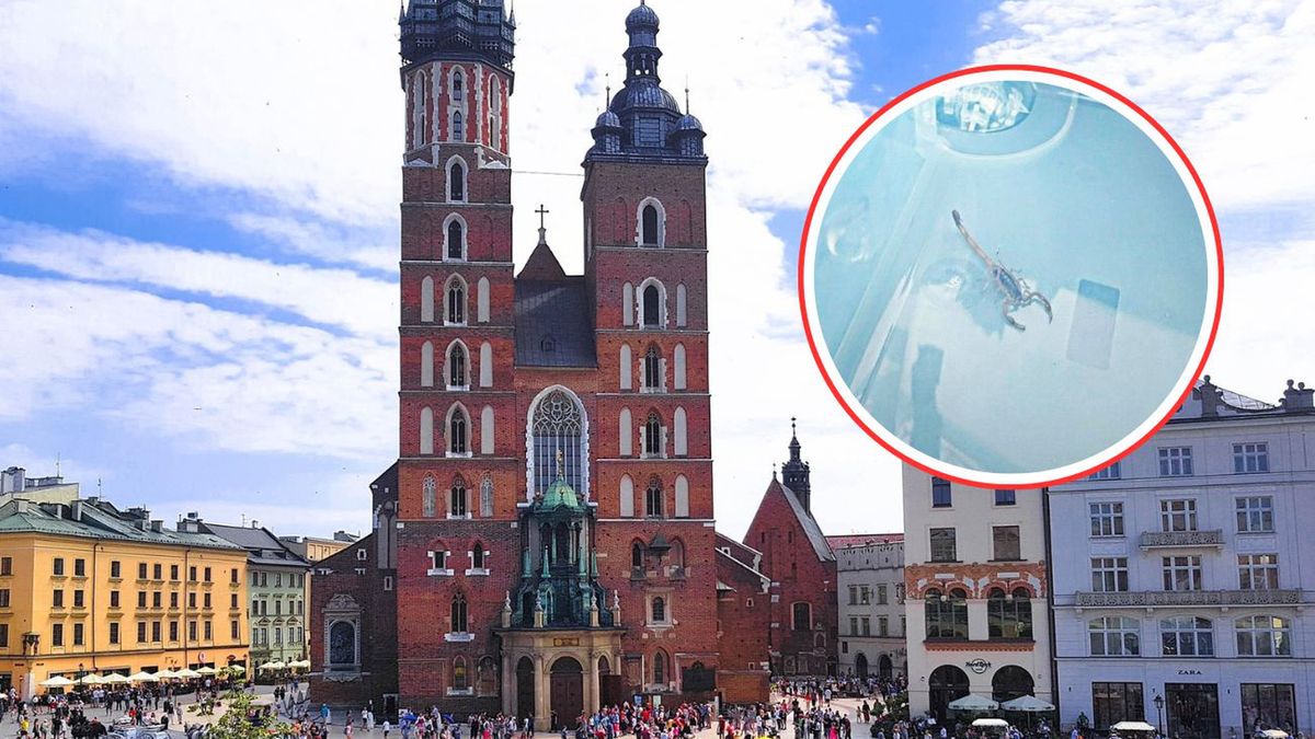 Egzotyczny skorpion na ścianie kościoła 