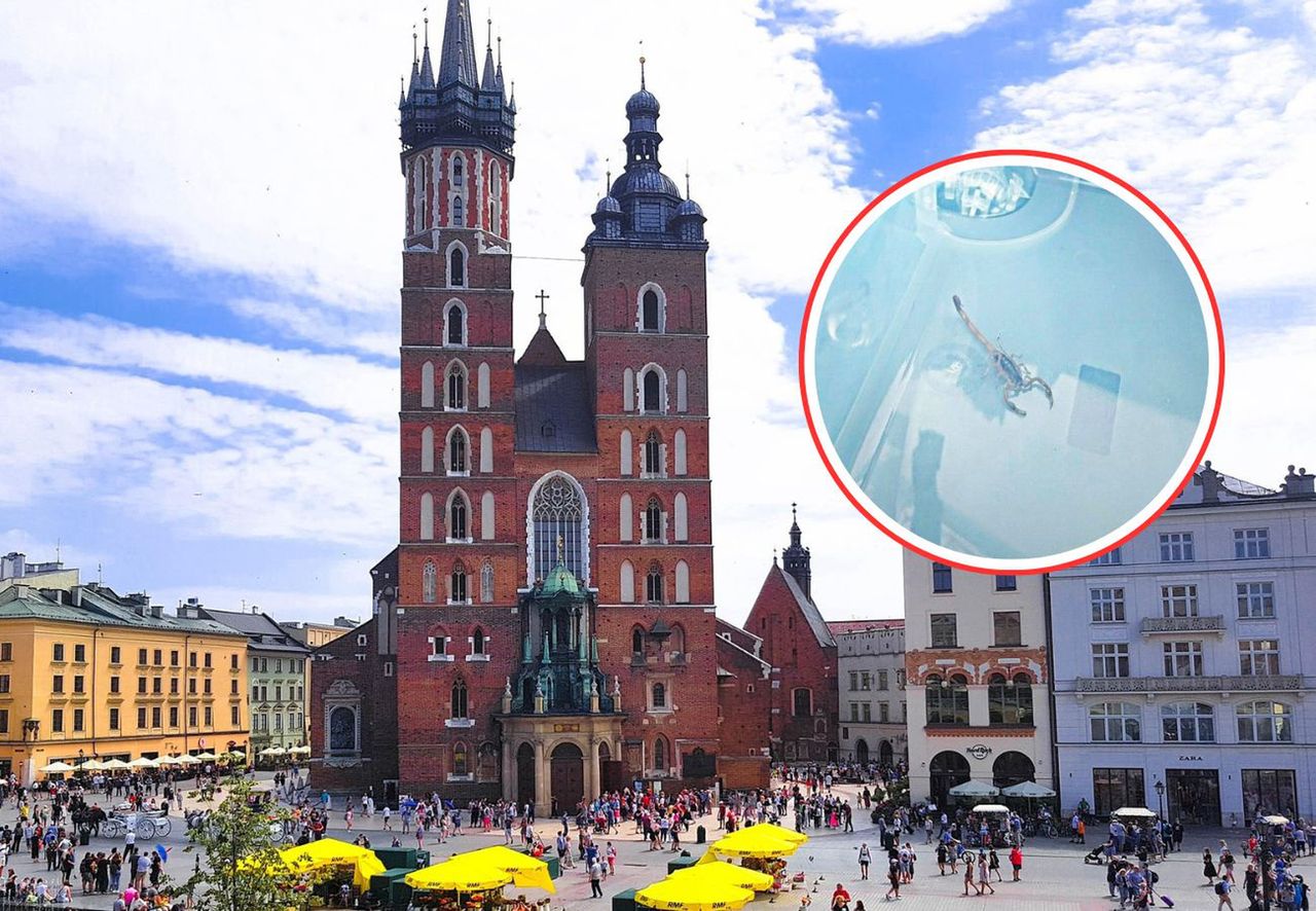Zauważyli go w Krakowie. Alarm w kościele Mariackim