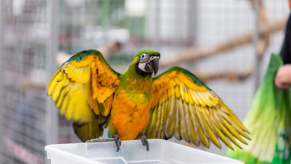 Papuga na Lubelskiej Wystawie Zoologicznej ZOOPARK