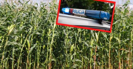 Zaginął w polu kukurydzy. Nie ma go 2 lata. Teraz nastąpił przełom