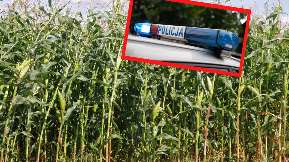 26-latek wbiegł w pole kukurydzy i słuch po nim zaginął