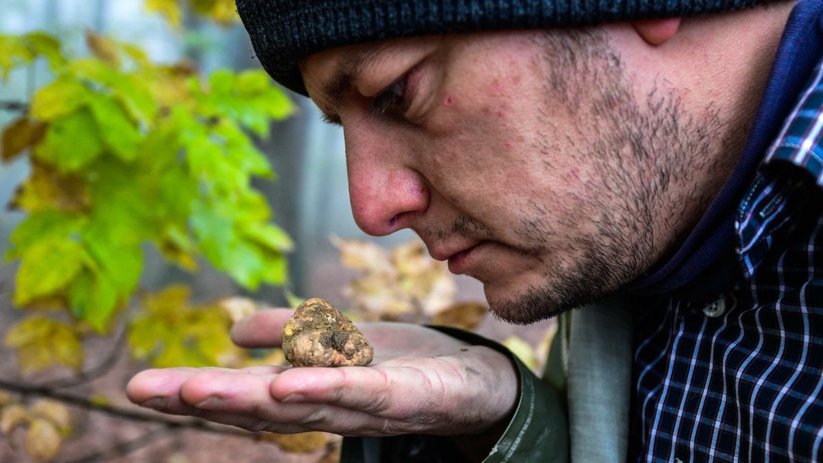 Na zdjęciu włoski łowca trufli Carlo Marenda. Zdj. ilustracyjne