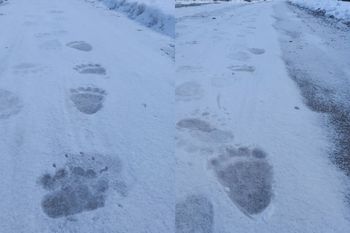 Ślady na drodze do pracy. Leśnik aż chwycił za telefon