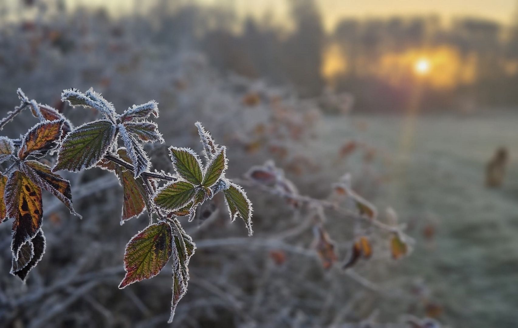 IMGW nie ma wątpliwości. W środę spadnie śnieg