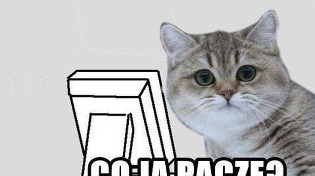 Nyan Cat, kot paczacz, Kitler. 10 najlepszych kocich memów [wideo i zdjęcia] 1