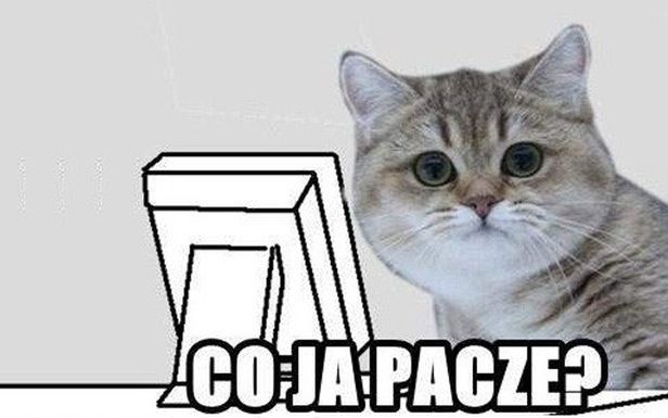 Nyan Cat, kot paczacz, Kitler. 10 najlepszych kocich memów [wideo i zdjęcia]
