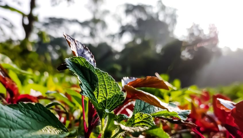 Pachnotka zwyczajna (Perilla frutescens), nazywana również pachnotką krzewiastą lub bazyliowatą to popularna w naszym kraju roślina ozdobna. 