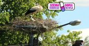 Radość na Podlasiu. Zajrzeli do gniazda. Bocian założył rodzinę