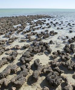 To zmienia naszą wiedzę o świecie. Przełomowe odkrycie w Australii