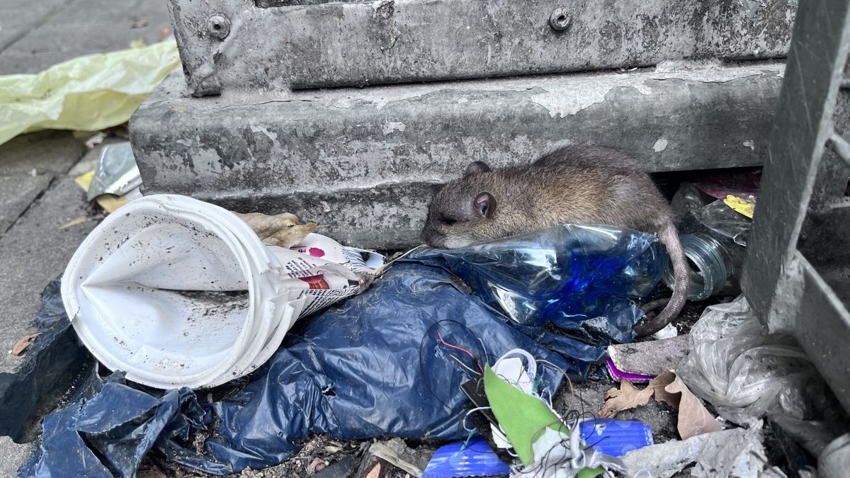 Szczur przeszukujący śmieci wyrzucone obok pojemnika na os. Robotniczym w Siemianowicach Śl.
